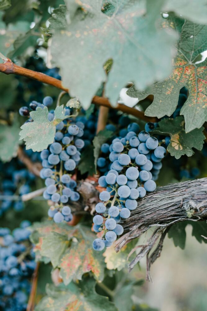 grappe de raisins sur une vigne
