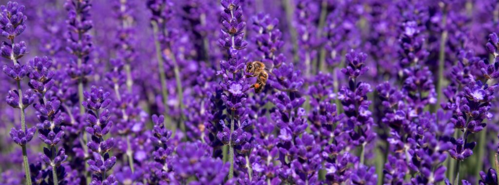gros plan sur plusieurs brins de lavande en fleurs et zoom sur une abeille posée dessus