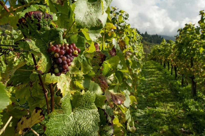vignes avec du raisin