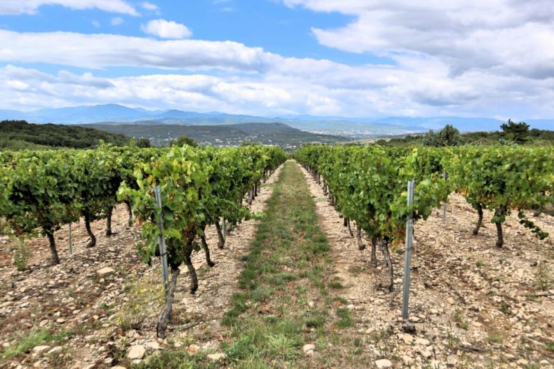 vignes